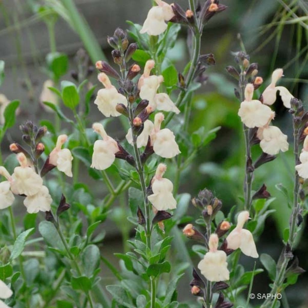 Salvia jamensis Melen - Salvia arbustiva