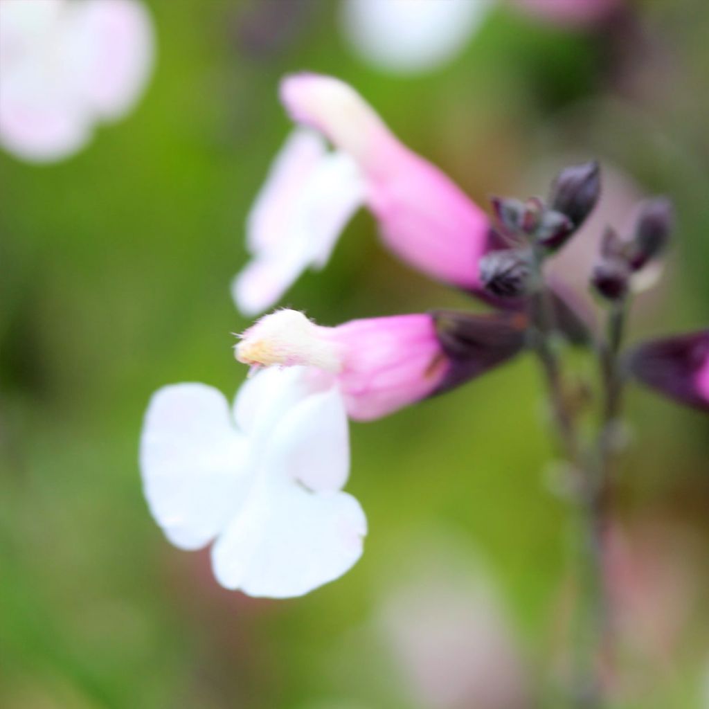 Salvia Delice Fiona - Salvia arbustiva