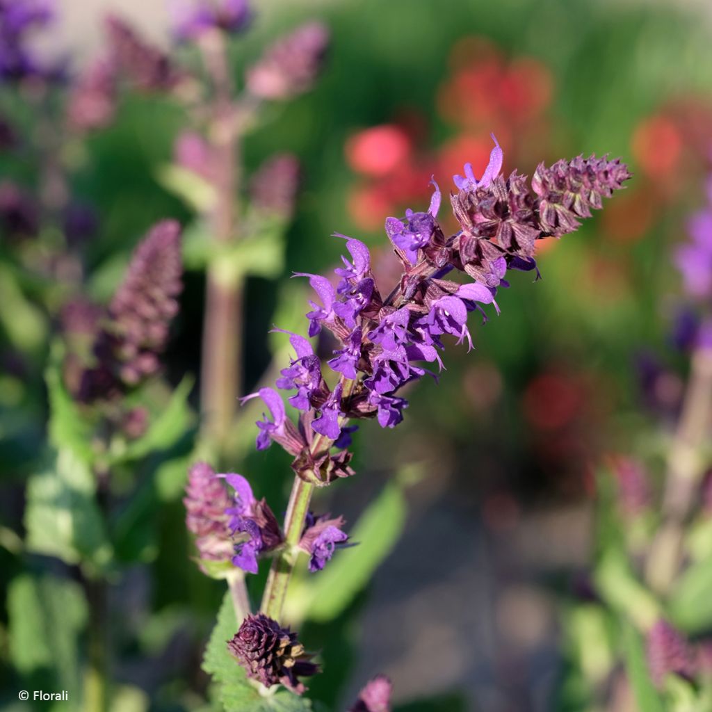 Salvia nemorosa Bazuin Dark Night