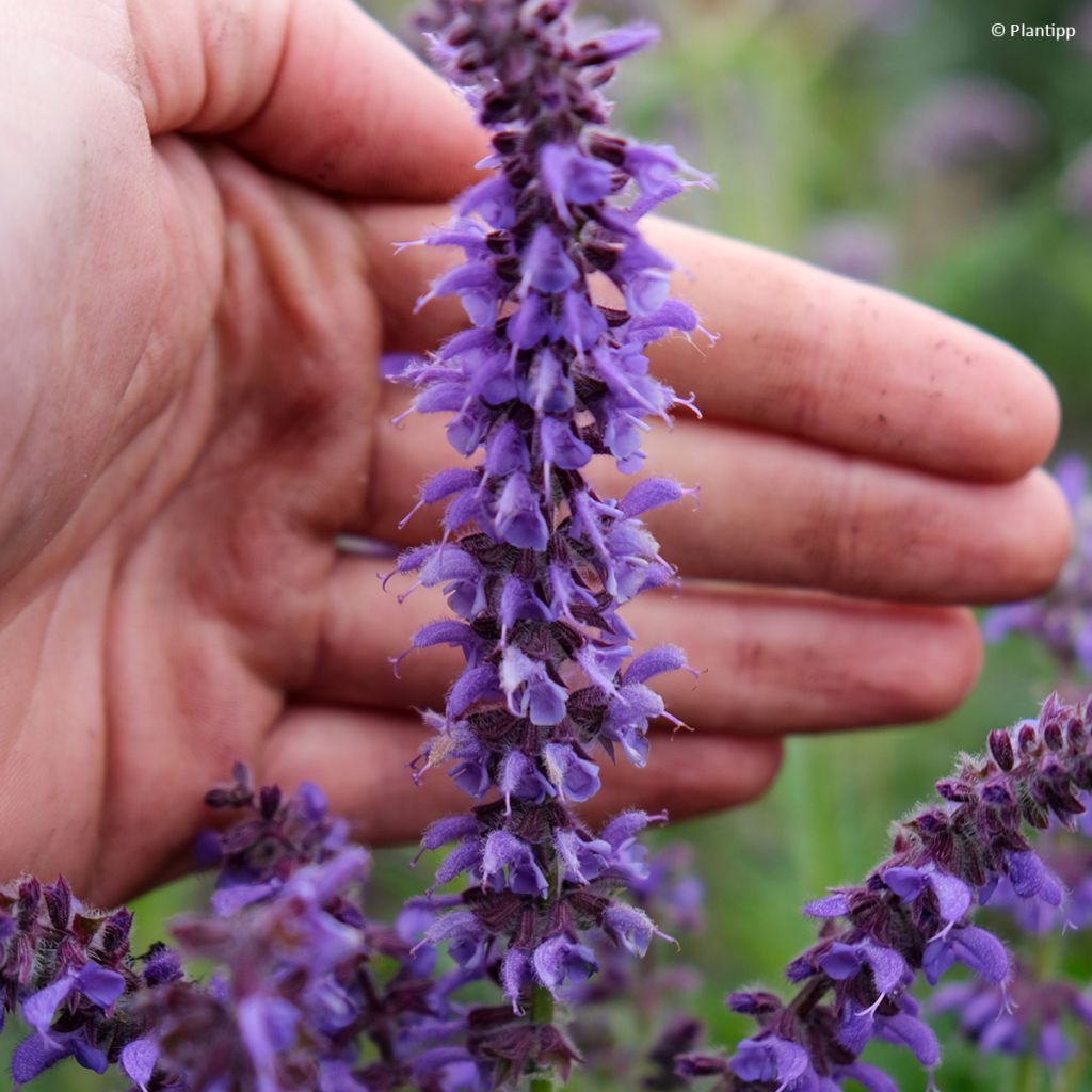Salvia Feathers Peacock
