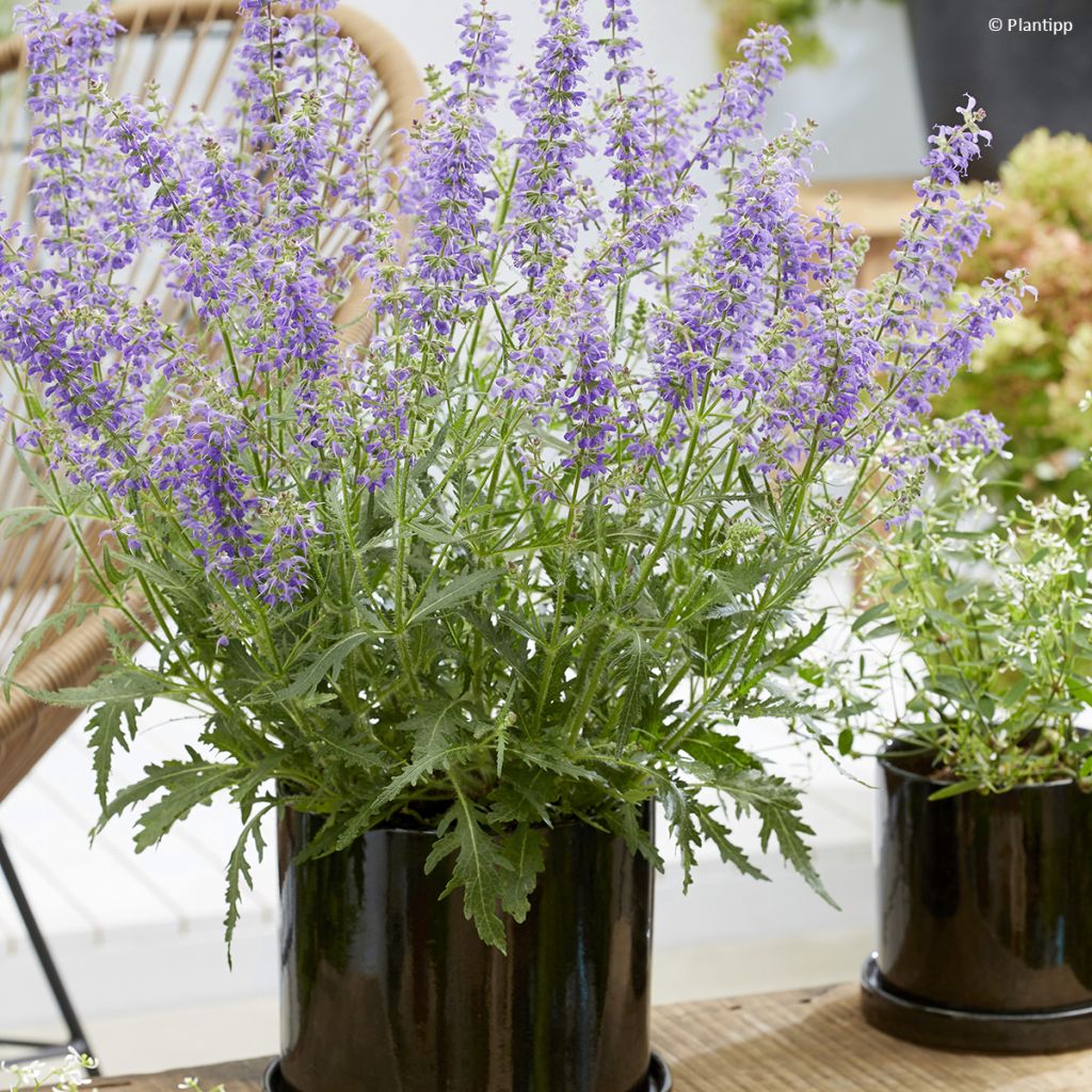Salvia Feathers Peacock