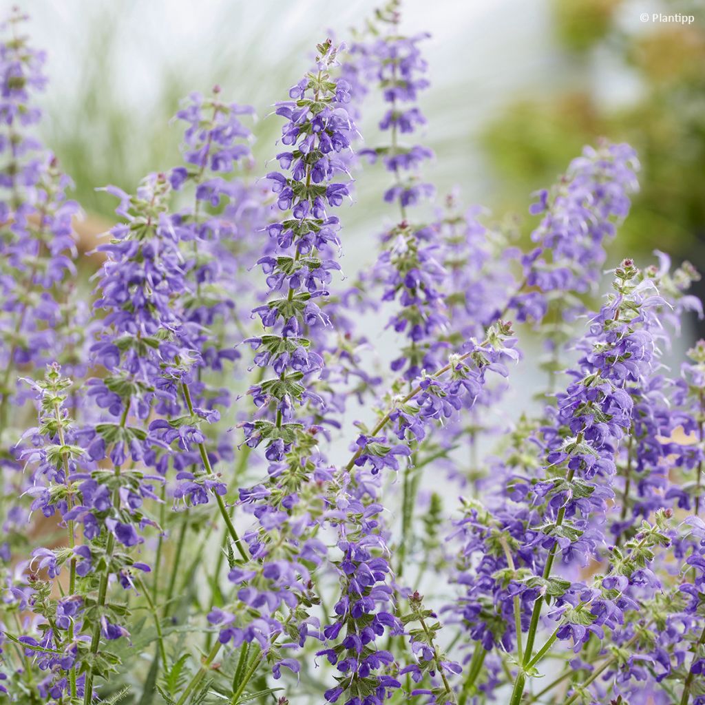 Salvia Feathers Peacock