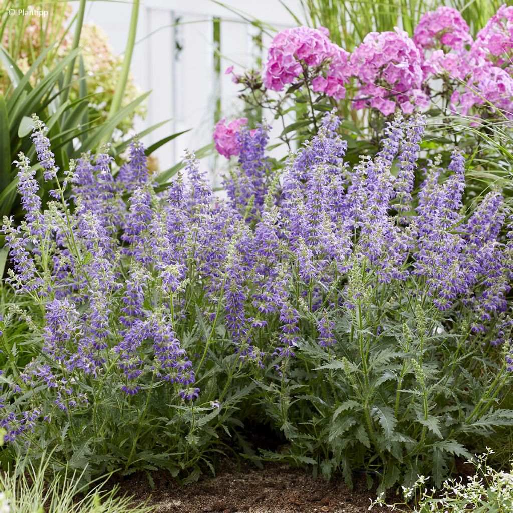 Salvia Feathers Peacock
