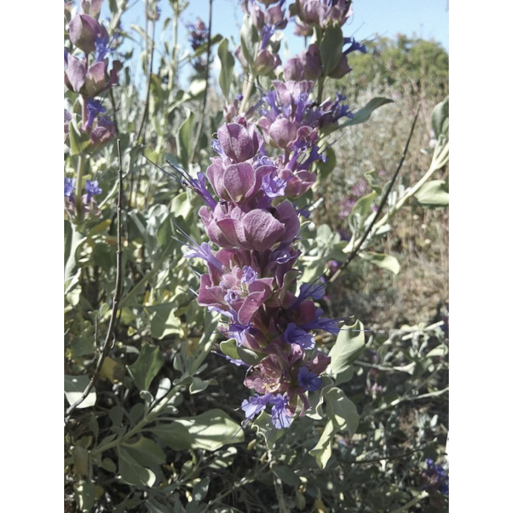 Sauge du désert - Salvia pachyphylla