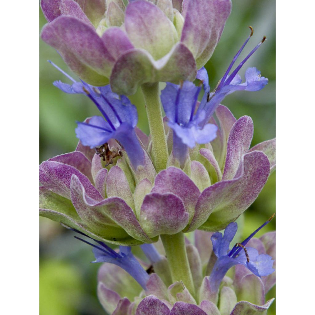 Sauge du désert - Salvia pachyphylla