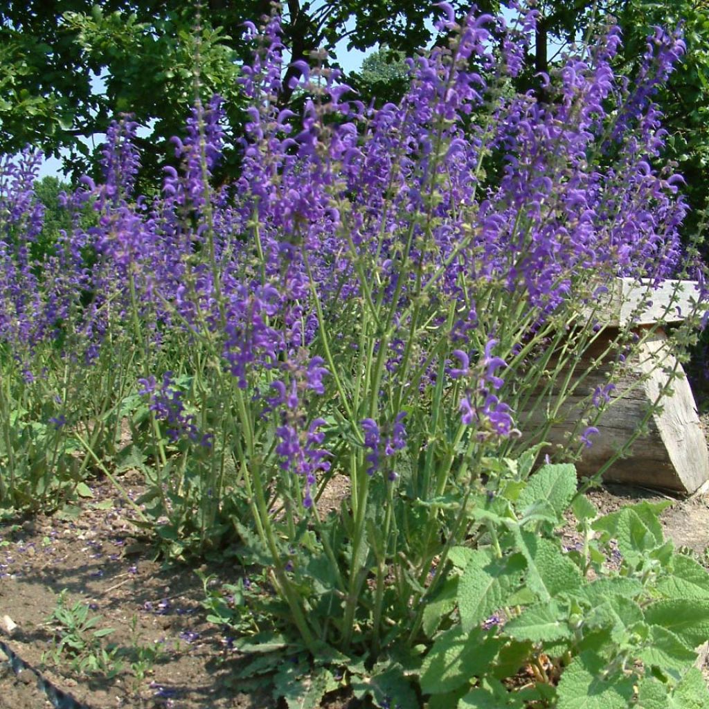 Salvia pratensis - Salvia dei prati