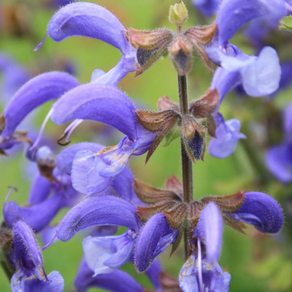 Salvia pratensis - Salvia dei prati