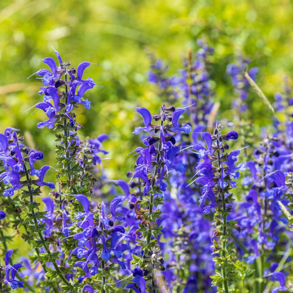 Salvia pratensis - Salvia dei prati