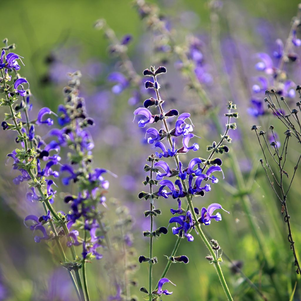 Salvia pratensis - Salvia dei prati