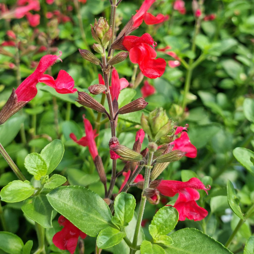 Salvia jamensis Flammenn - Salvia arbustiva