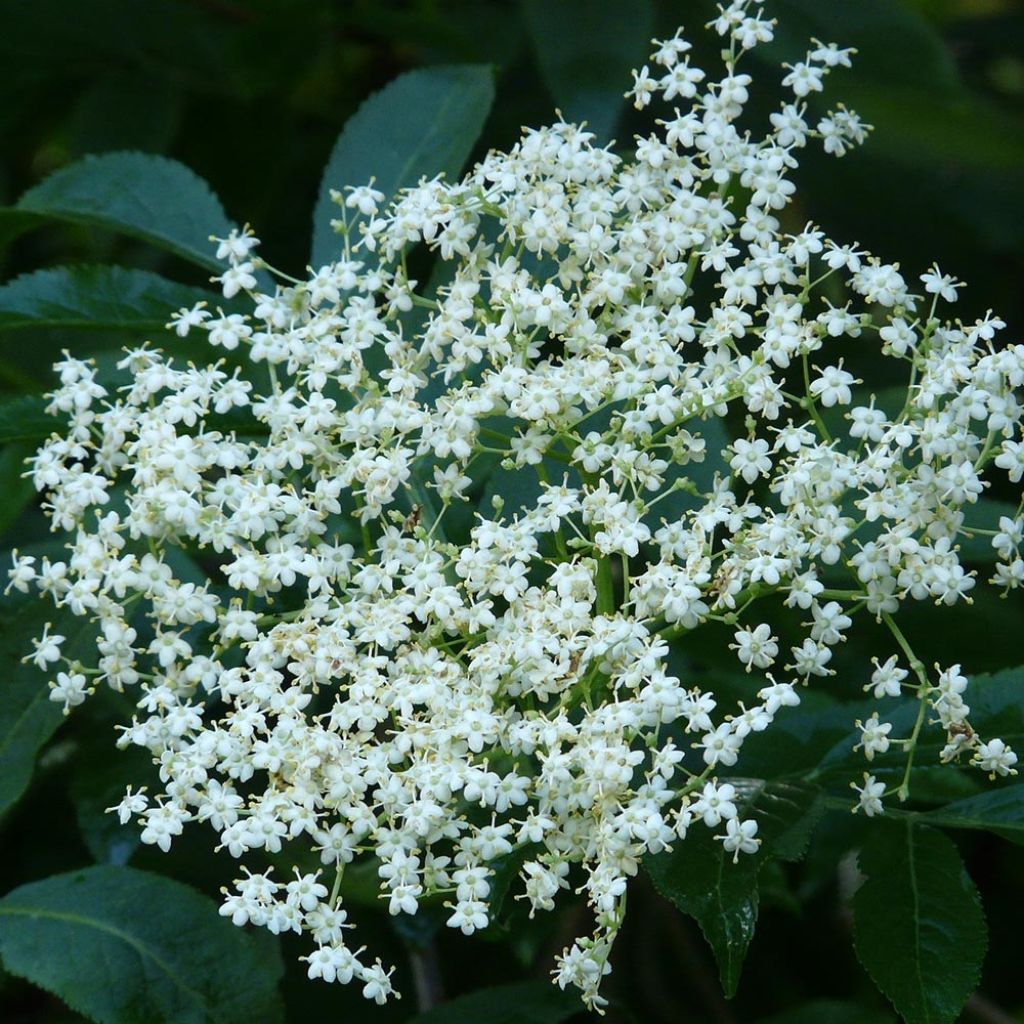 Sambuco nero - Sambucus nigra
