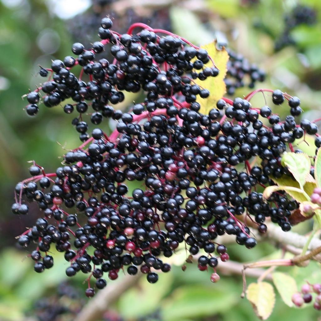 Sambuco nero - Sambucus nigra