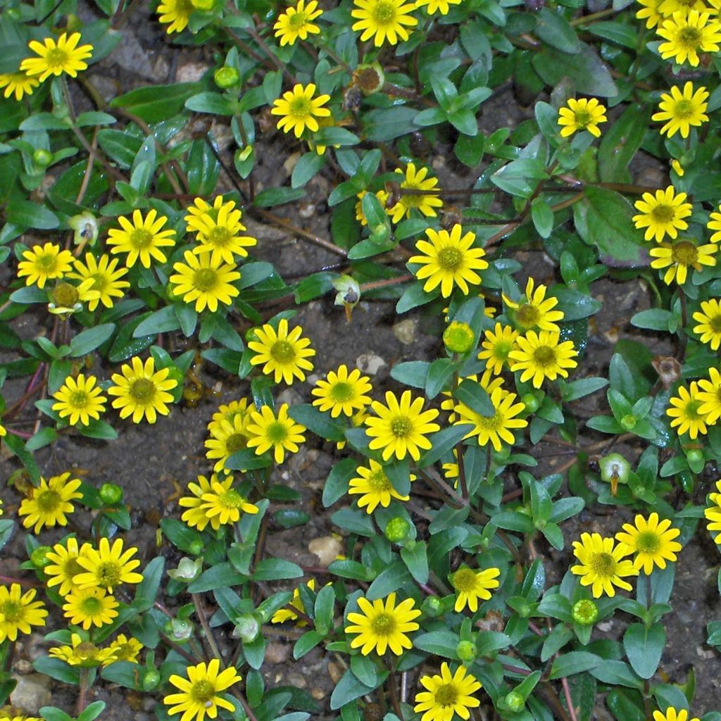 Sanvitalia speciosa Aztekengold