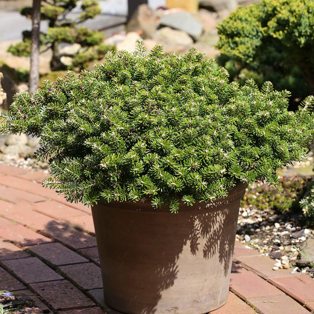 Abete coreano Green Carpet - Abies koreana