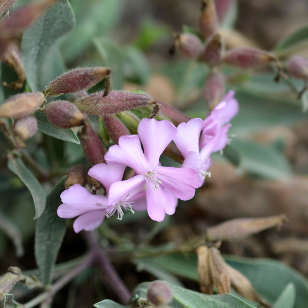 Saponaria Max Frei