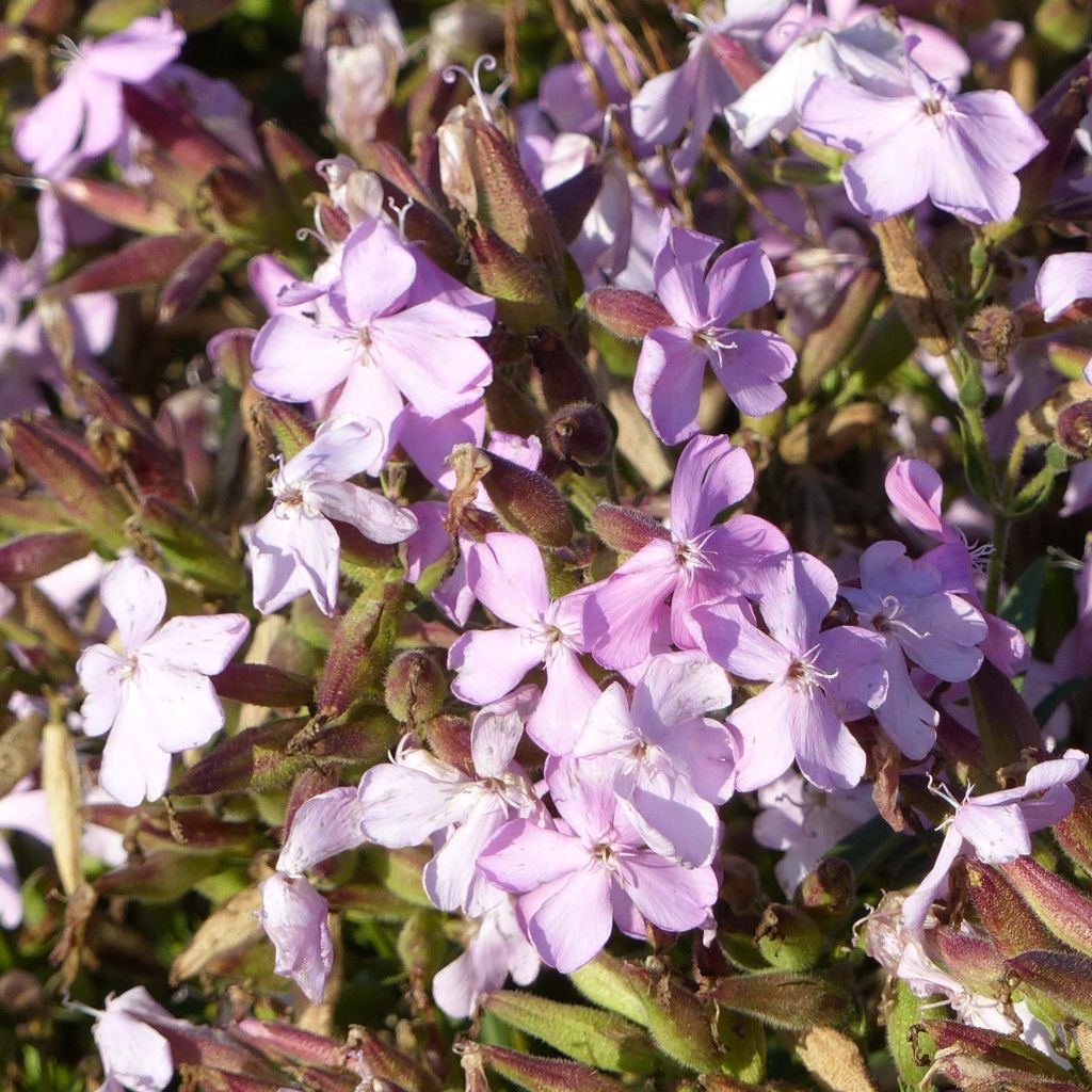 Saponaria Max Frei