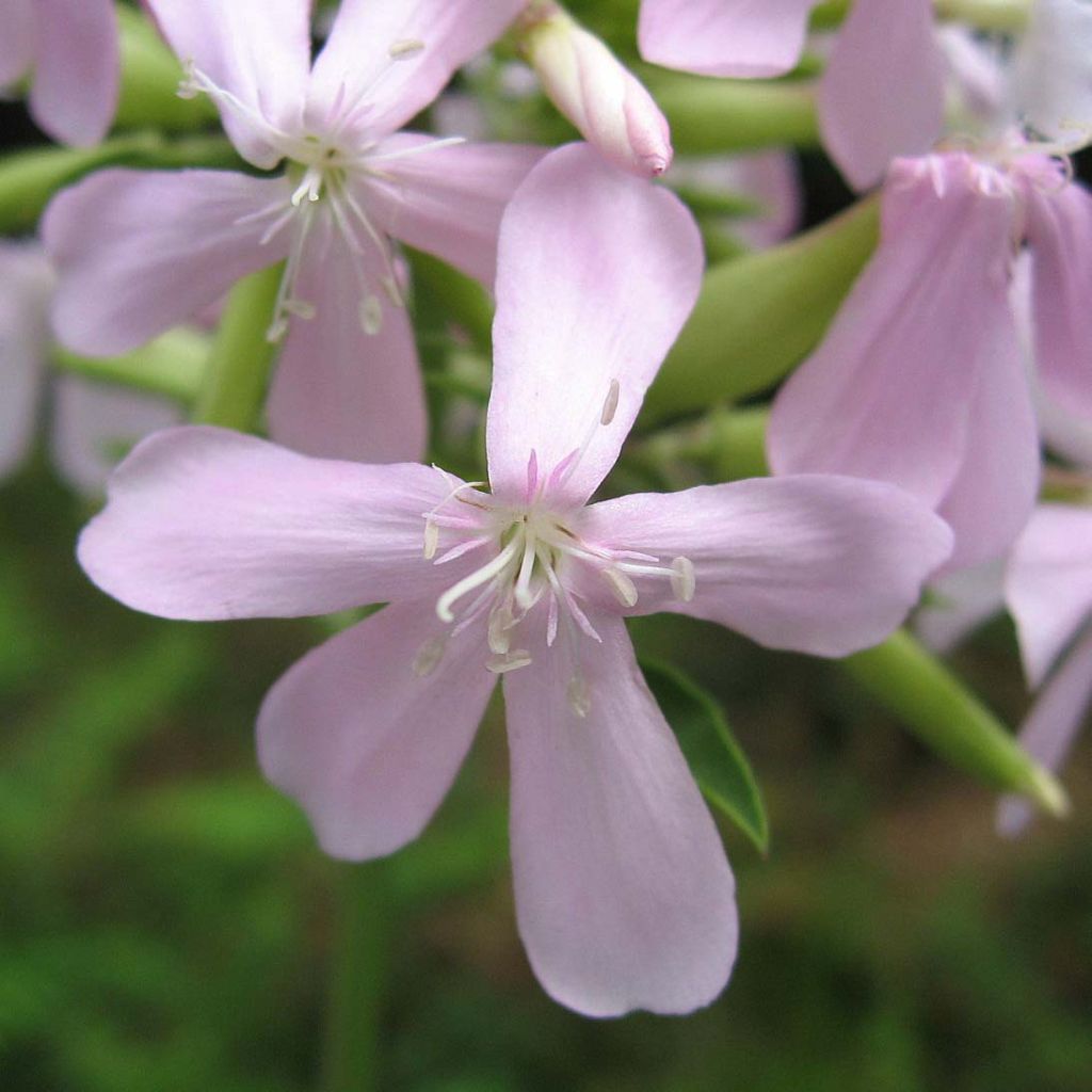Saponaria officinalis - Saponaria comune