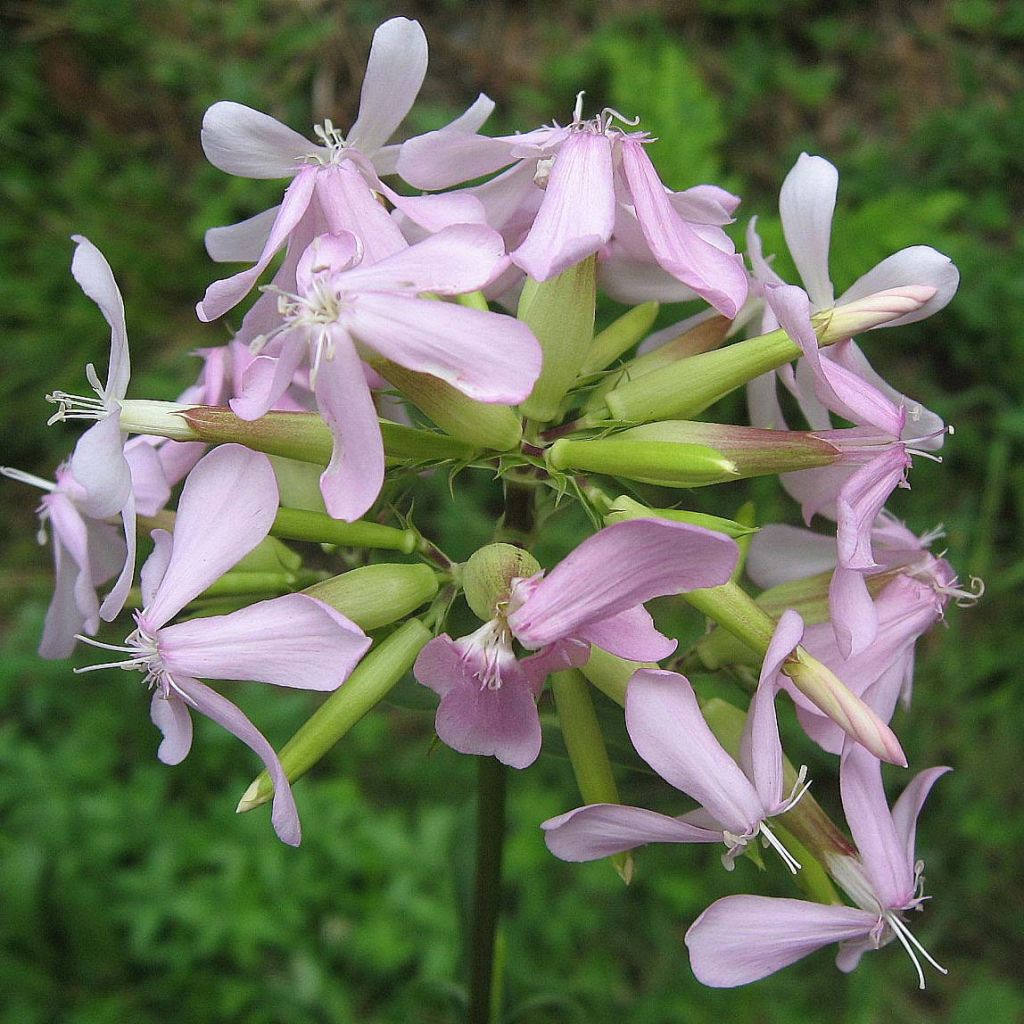 Saponaria officinalis - Saponaria comune