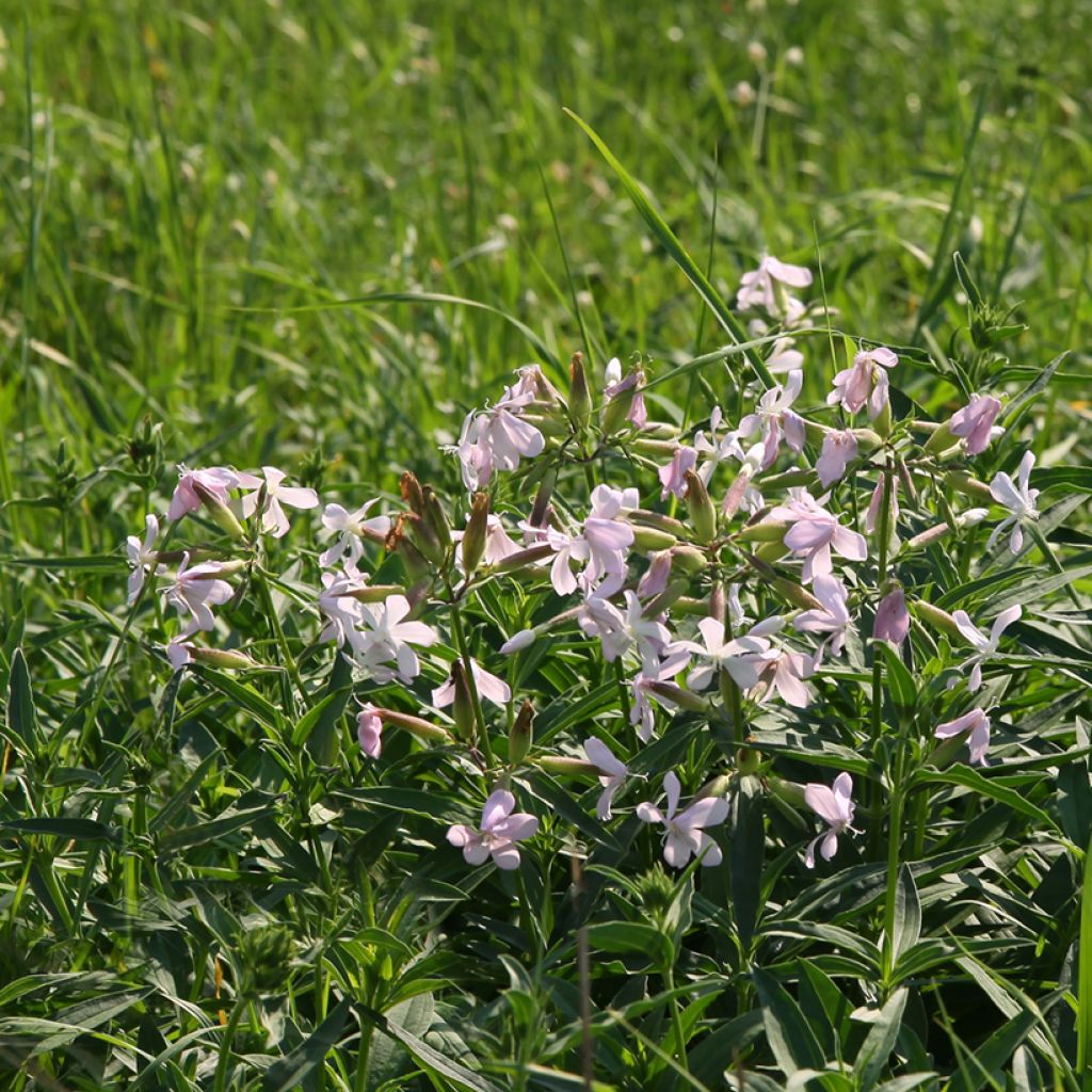 Saponaria officinalis - Saponaria comune