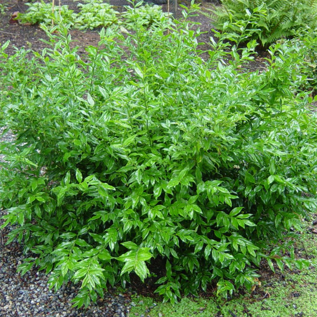 Sarcococca ruscifolia