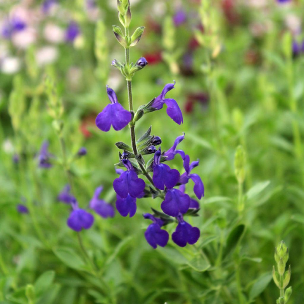 Salvia microphylla Blue Note - Salvia arbustiva