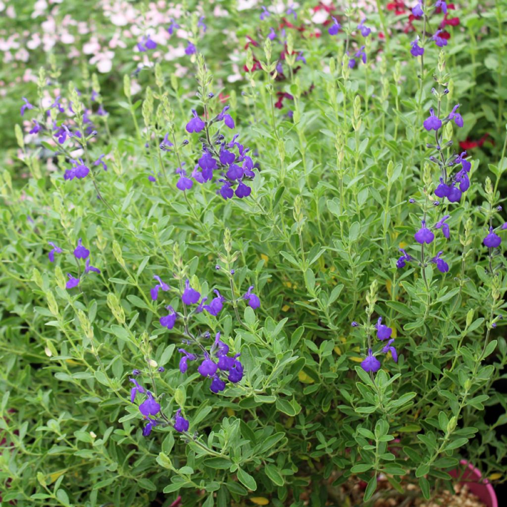 Salvia microphylla Blue Note - Salvia arbustiva