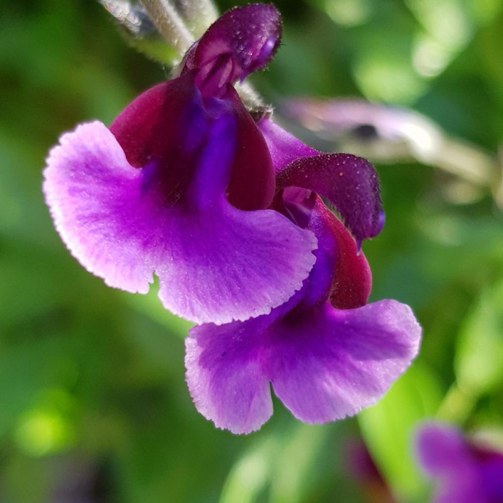Salvia Oriental Dove - Salvia arbustiva