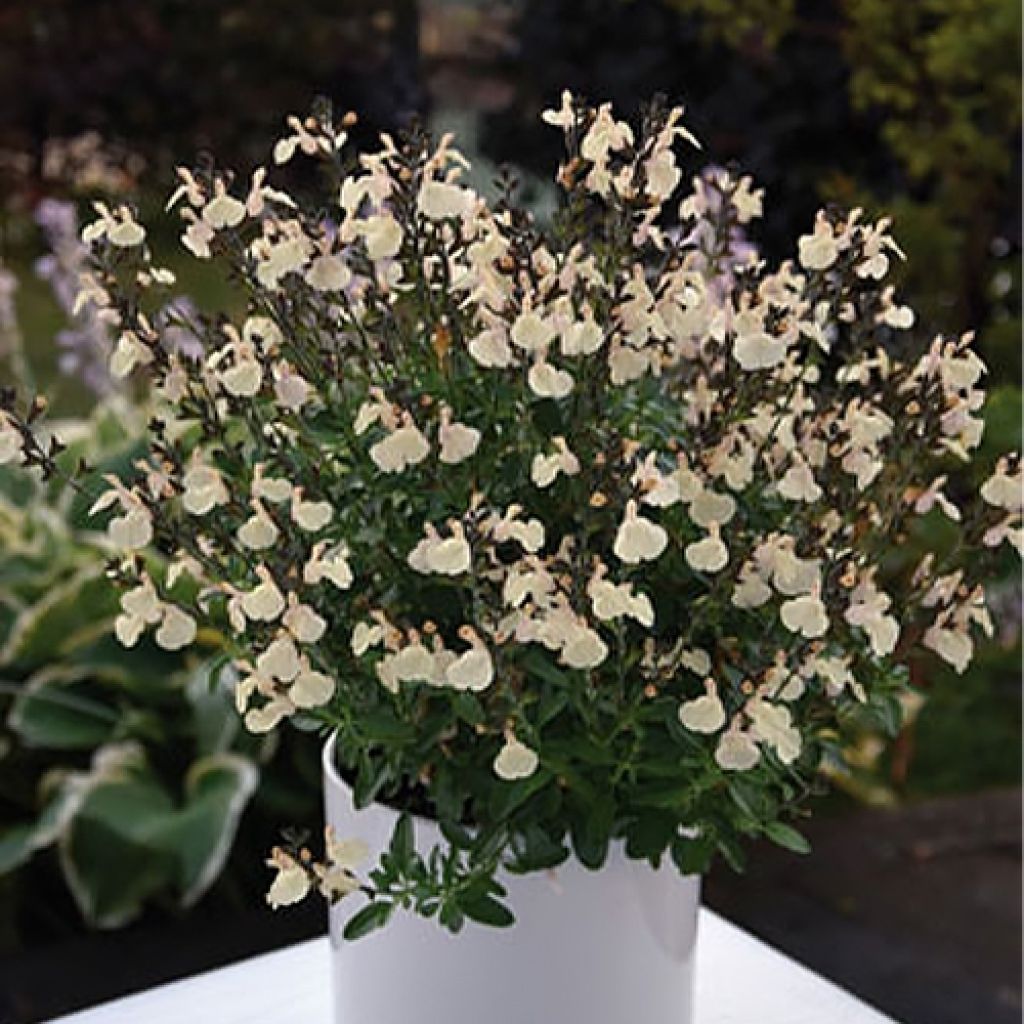 Salvia greggii Mirage Cream