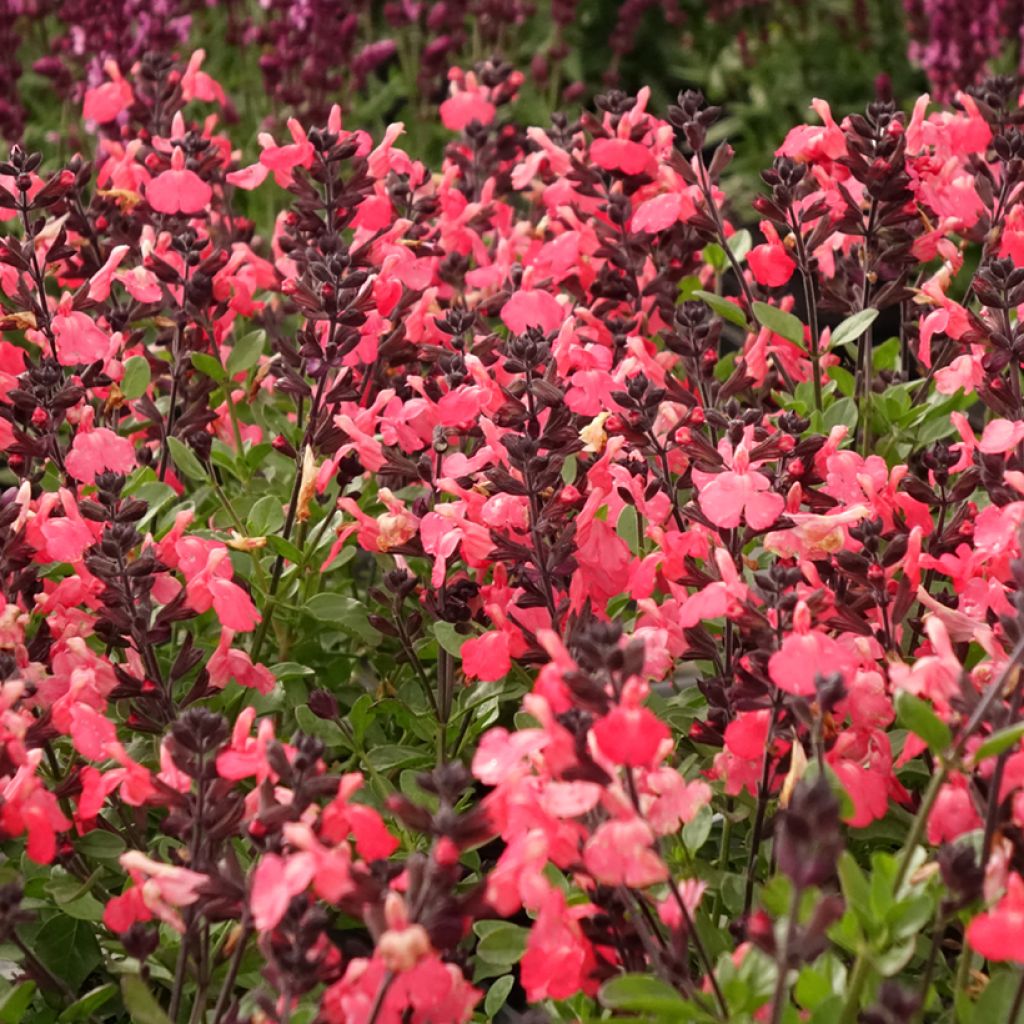 Salvia greggii Mirage Salmon