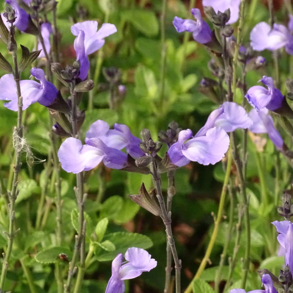 Salvia microphylla So Cool Pale Blue - Salvia arbustiva
