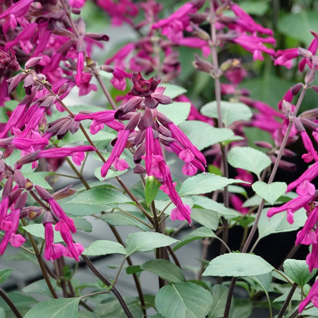 Salvia buchananii Love and Wishes