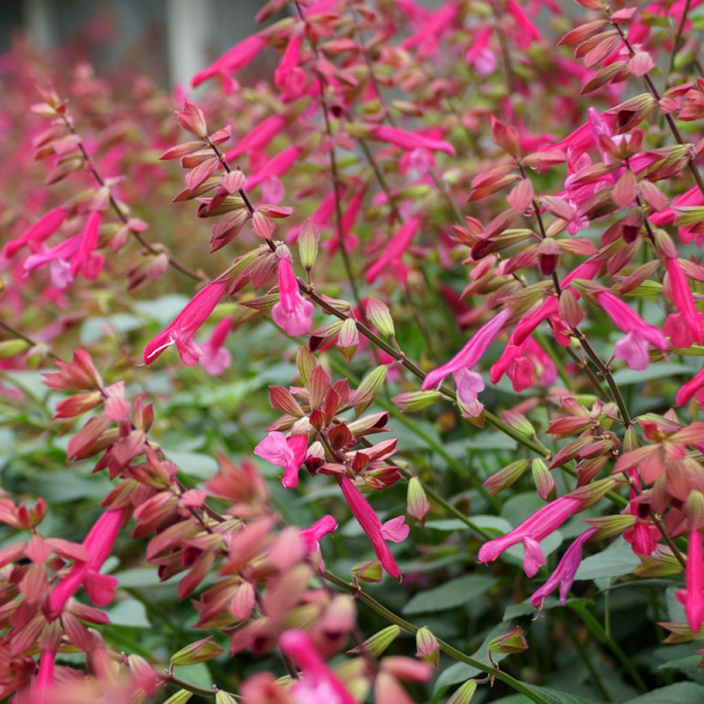 Salvia Wendy's Wish - Salvia arbustiva