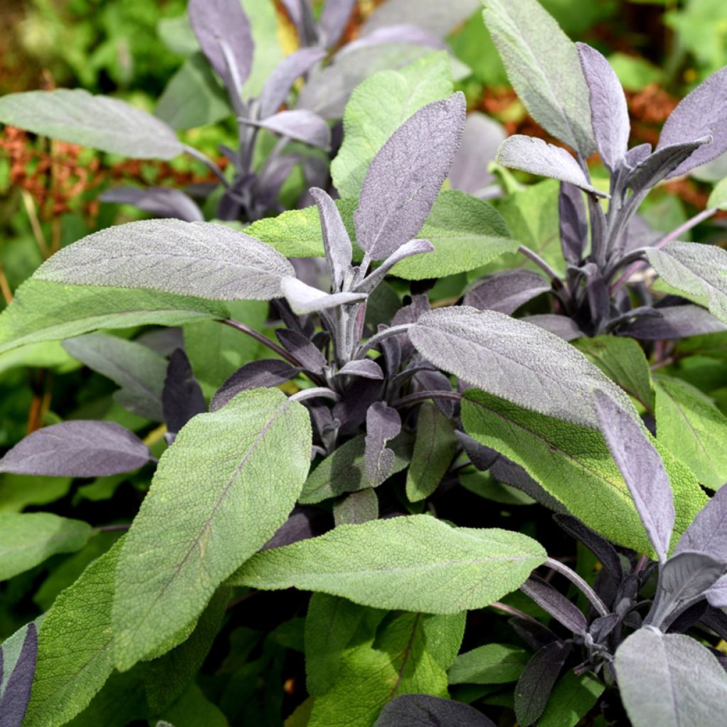 Salvia officinalis Purpurascens - Salvia comune