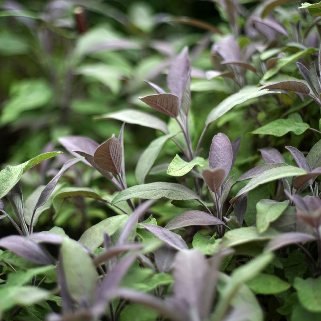 Salvia officinalis Purpurascens - Salvia comune