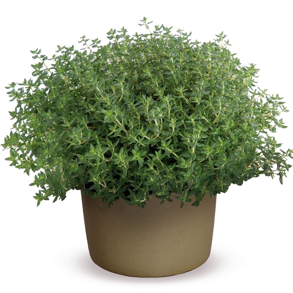 Thymus vulgaris Compactus Bio - Timo compatto