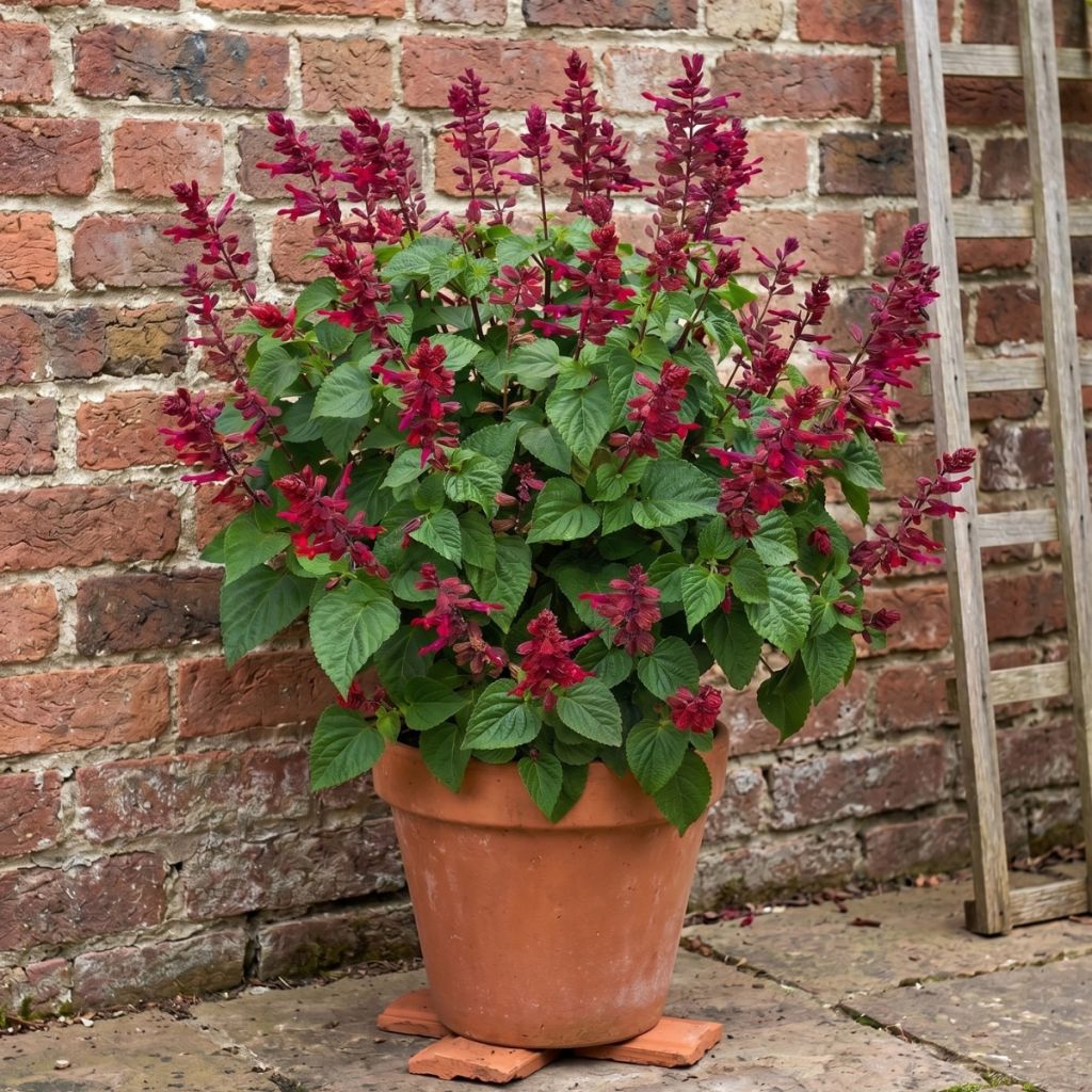 Salvia Rockin' Red Flamingo