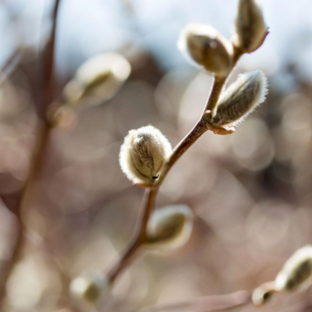 Salix candida Iceberg Alley