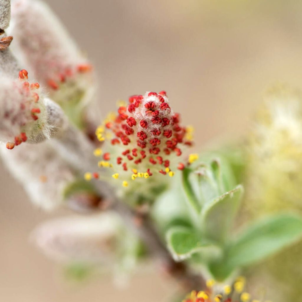 Salix candida Iceberg Alley