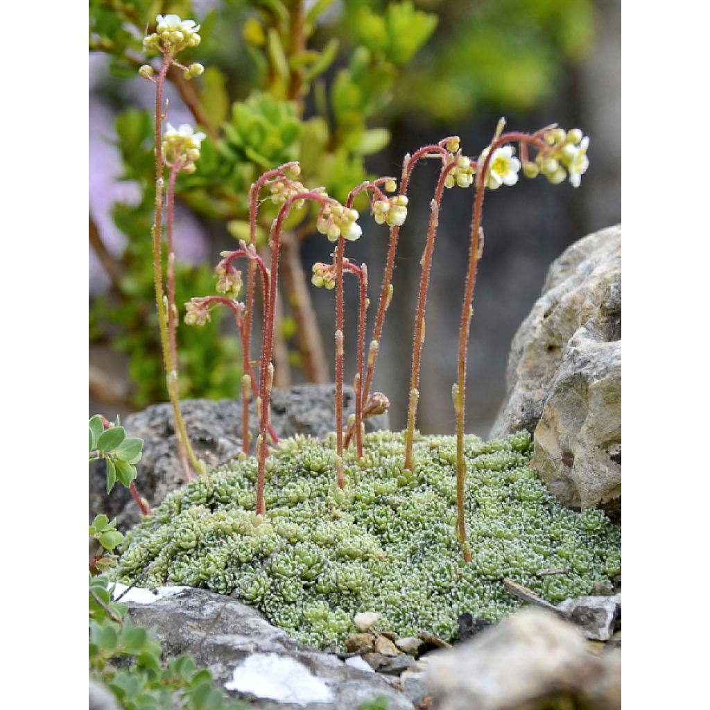 Saxifraga paniculata var.minutifolia - Saxifrage