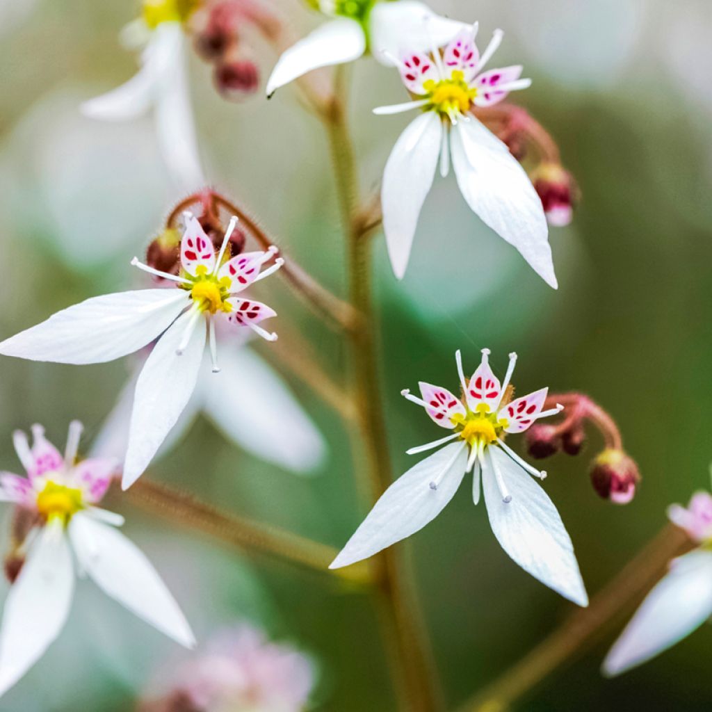 Saxifraga stolonifera Variegata