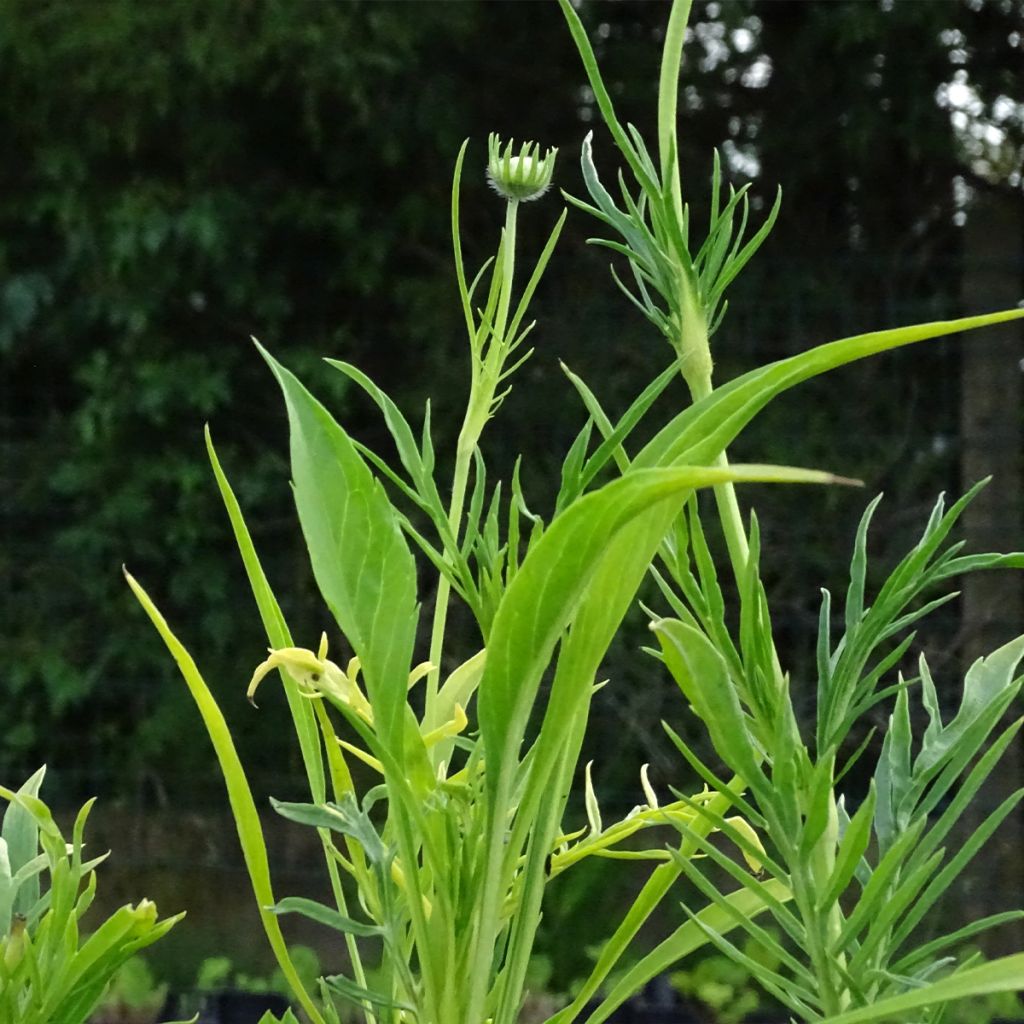 Scabiosa caucasica Alba