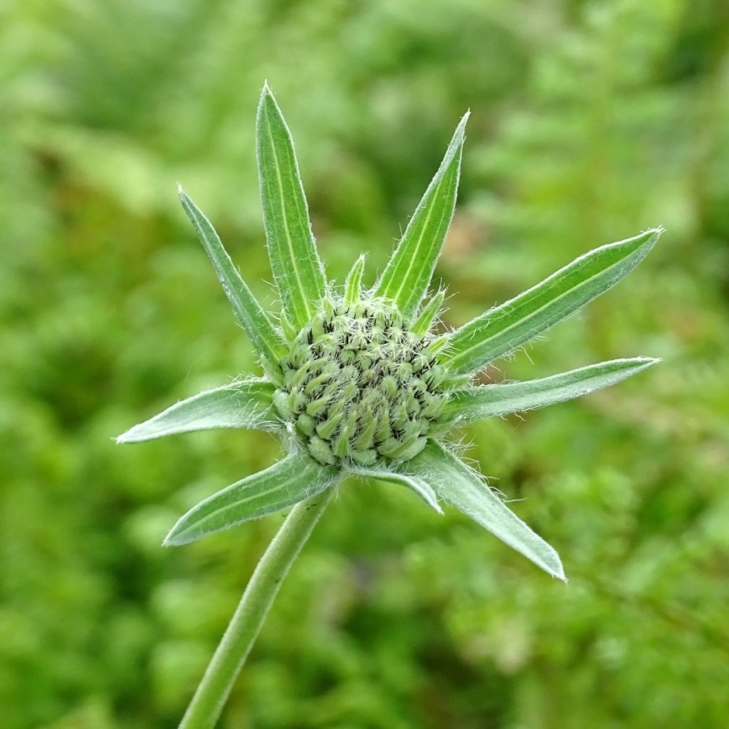 Scabiosa caucasica Alba