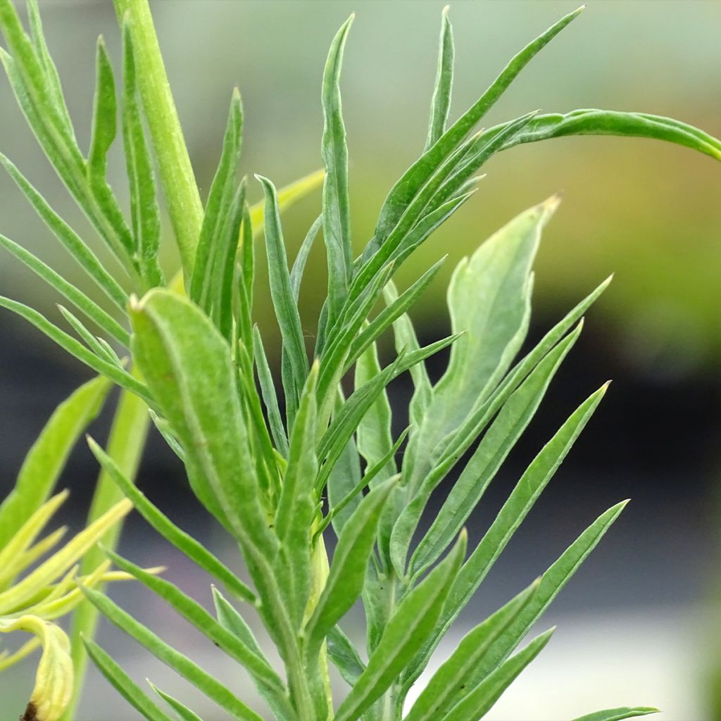 Scabiosa caucasica Alba