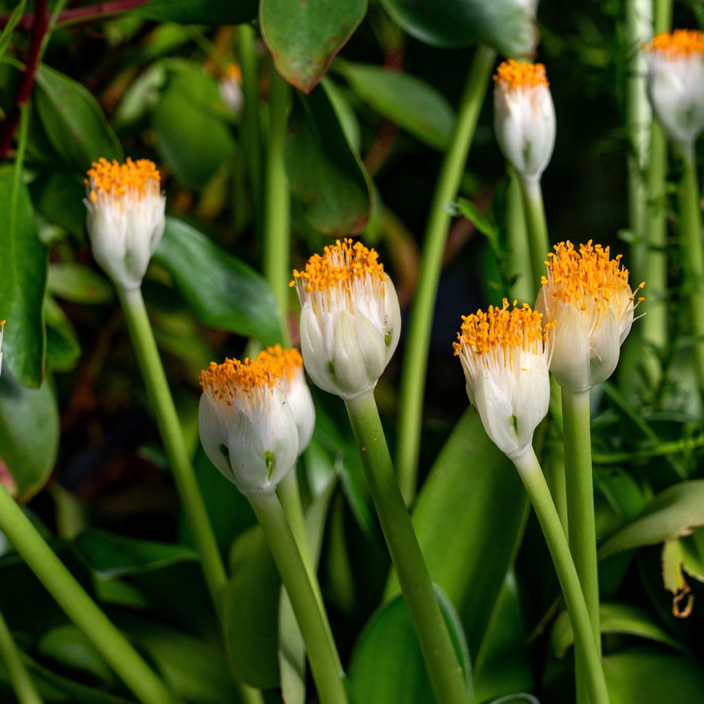 Tasso o haemanthus albiflos