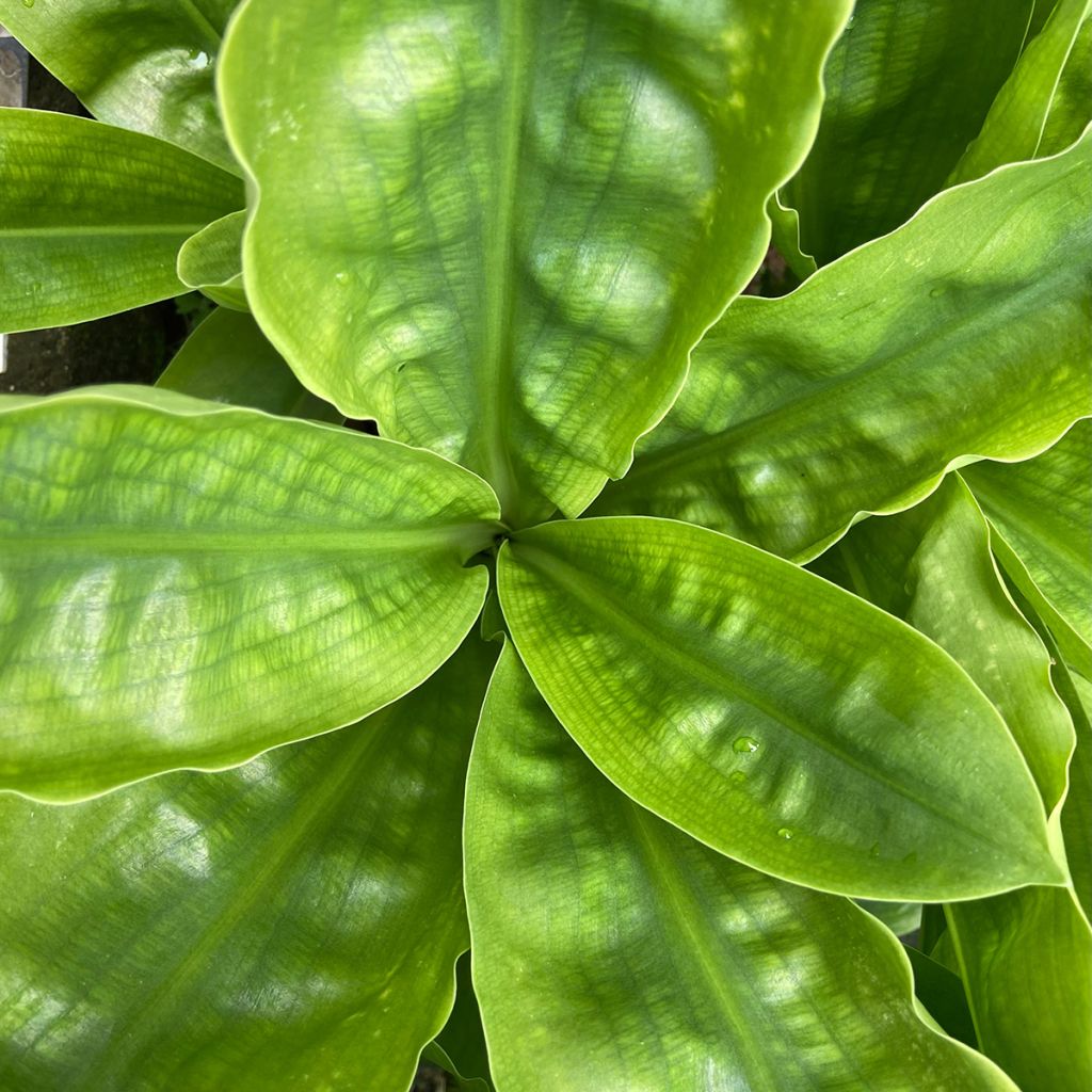 Scadoxus o haemanthus multiflorus