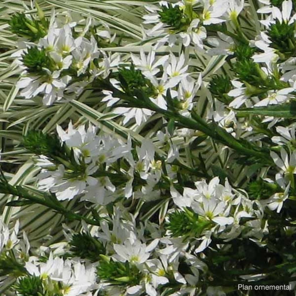 Scaevola aemula Surdiva Blanc