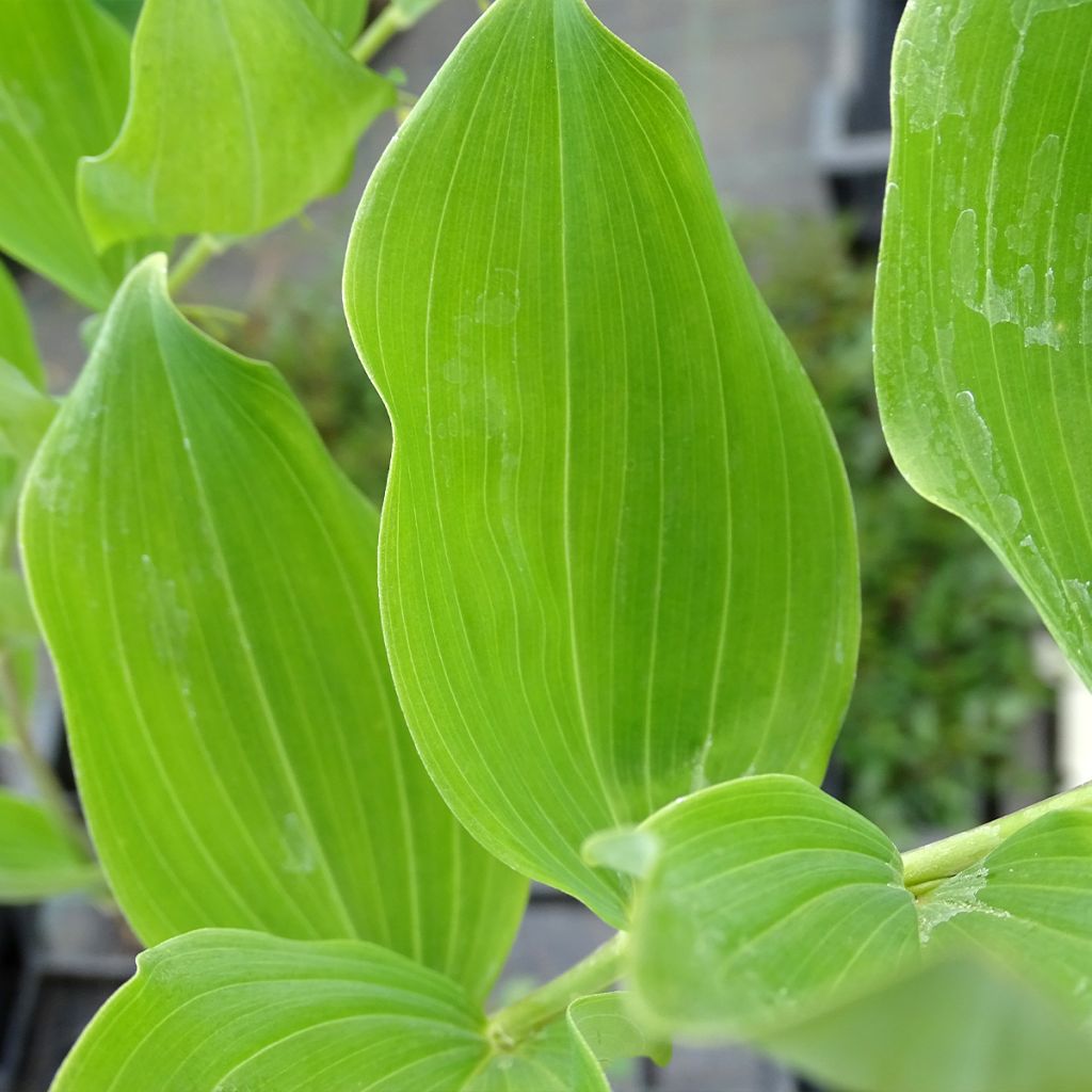 Polygonatum multiflorum - Sigillo di Salomone maggiore