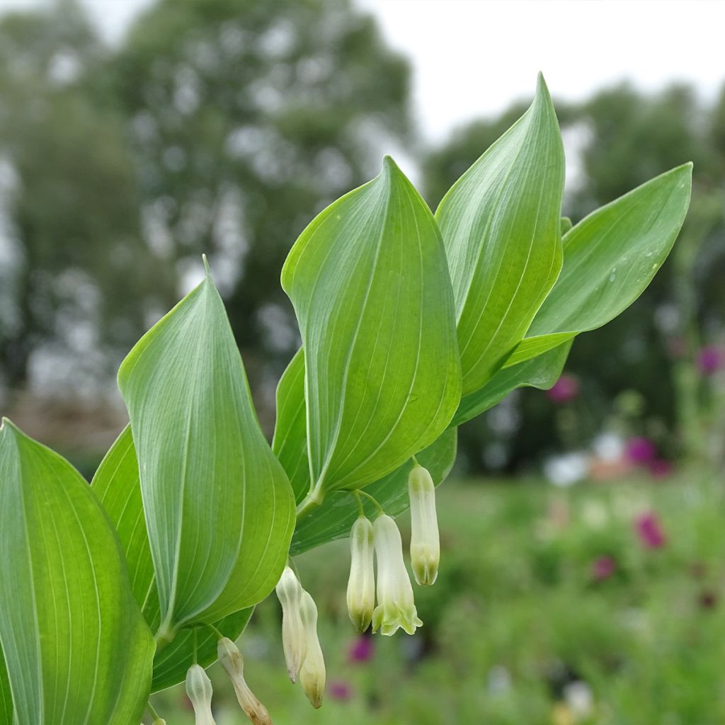 Polygonatum multiflorum - Sigillo di Salomone maggiore