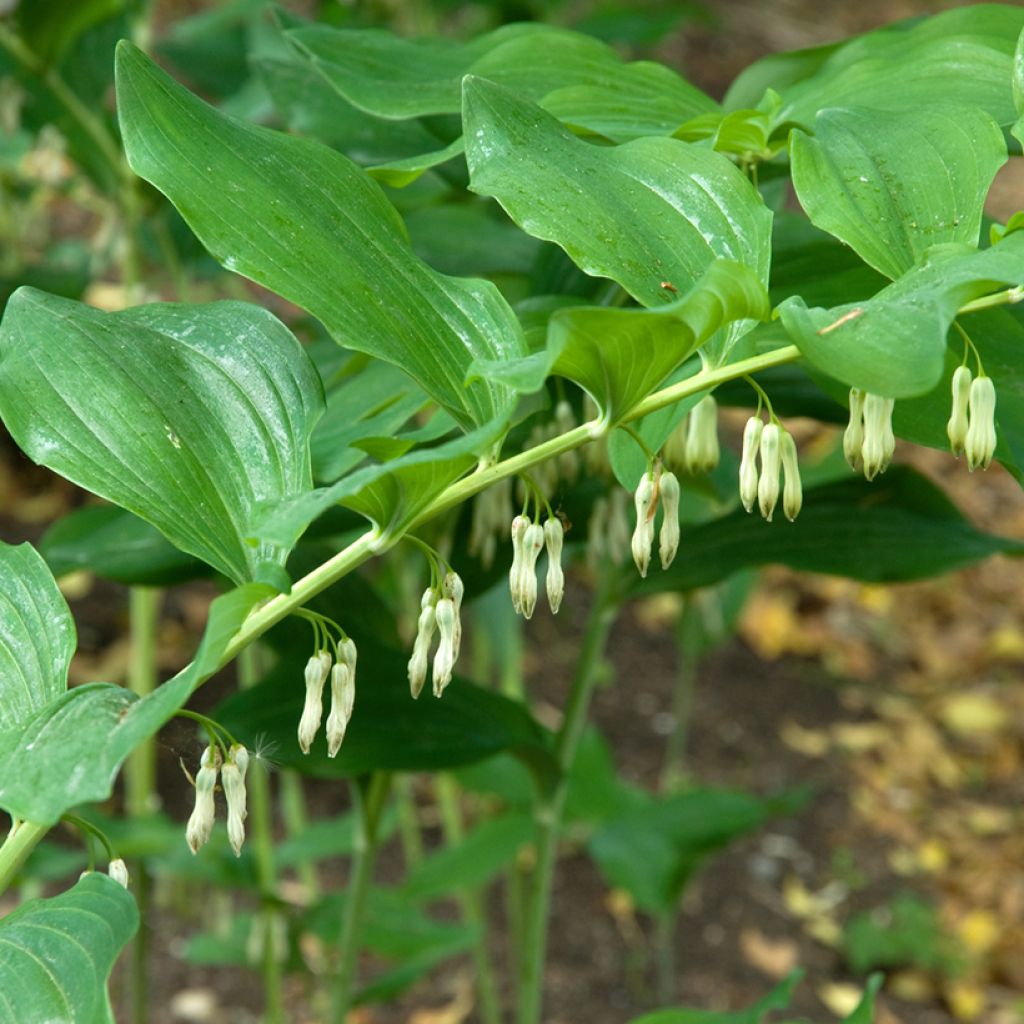 Polygonatum multiflorum - Sigillo di Salomone maggiore