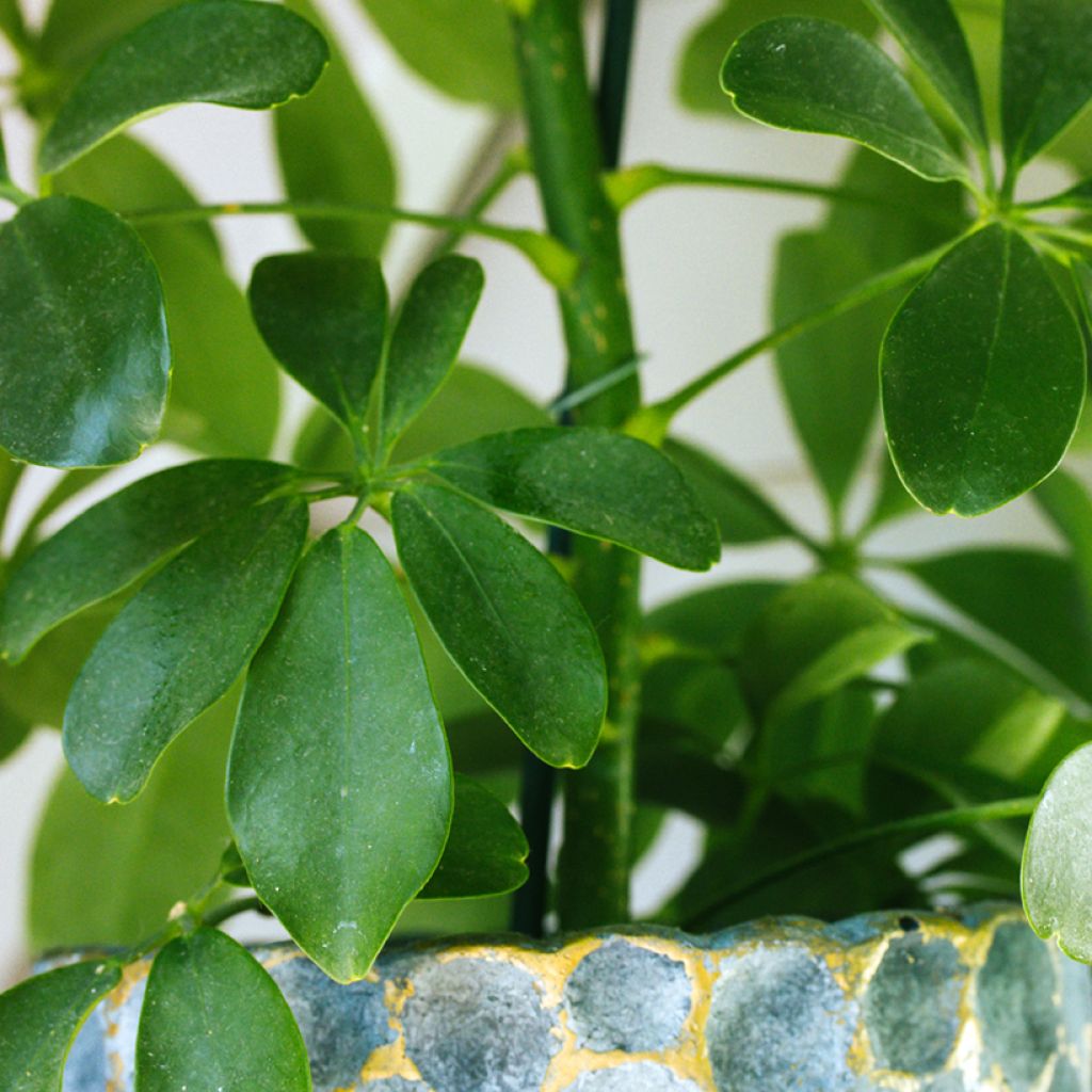 Schefflera arboricola